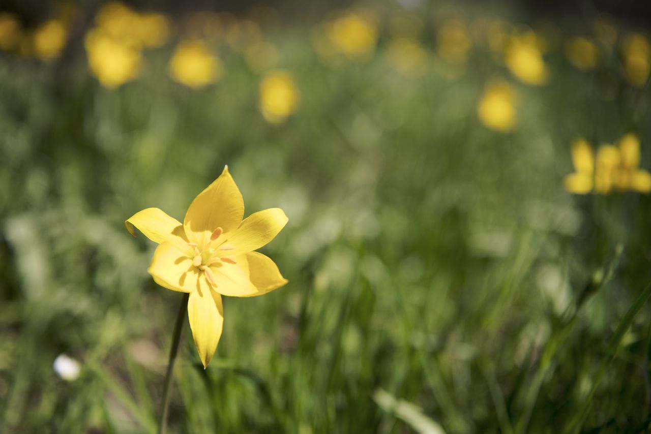 Flore Tulipe de vigne Tul_0436